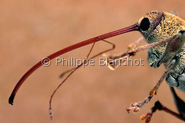 Curculio elephas.JPG - in "Portraits d'insectes" ed. SeuilCurculio elephasBalanin elephantChesnut weevilColeopteraCurculionidaeFrance